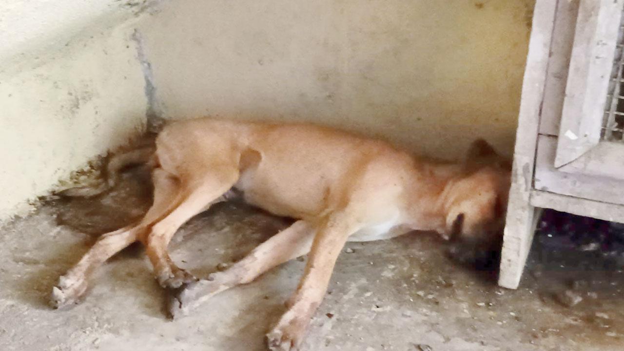 The poisoned dog