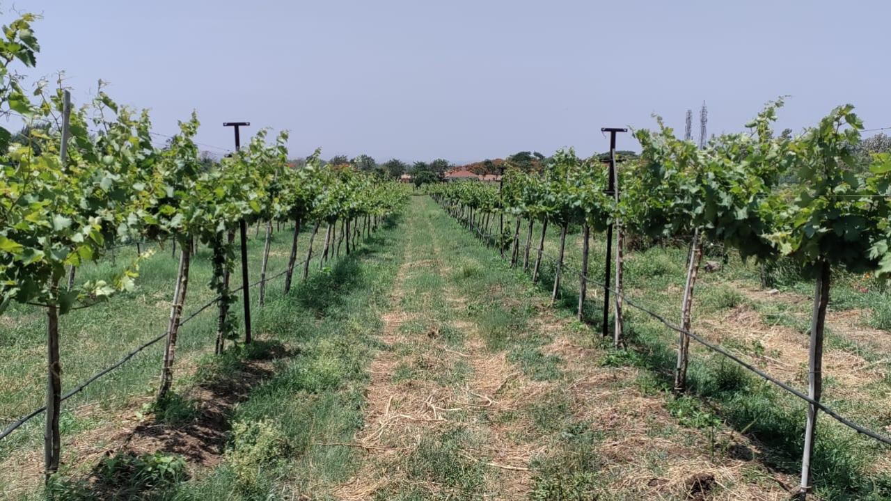 Sula Vineyards houses The Source at Sula, India’s first heritage winery resort, showcases the origins of winemaking in Nashik, tracing it to 1999, when Rajeev Samant set up base in the northern city of Maharashtra.