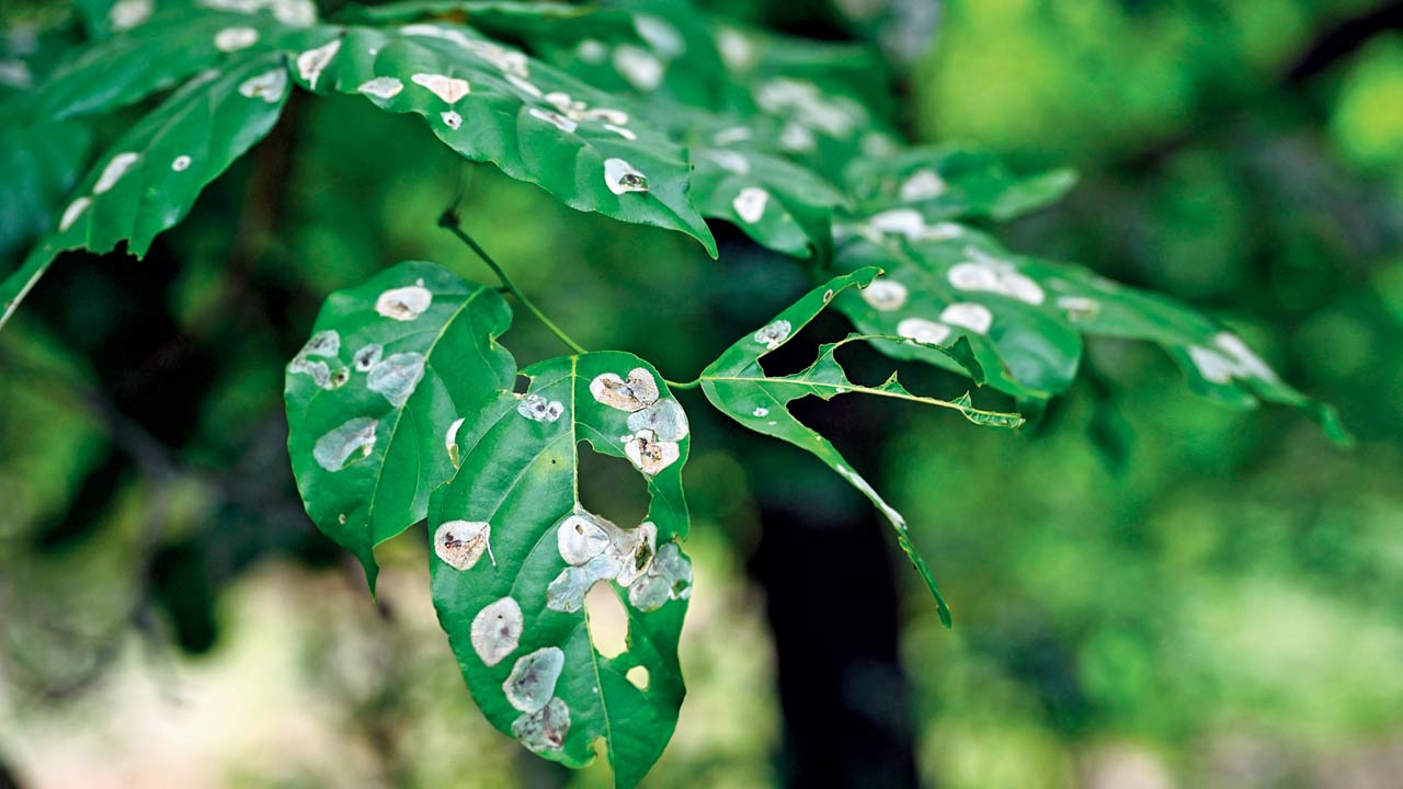 Infected leaves of the karanj tree at Siddhi Karavale village. Pics/Ashish Raje