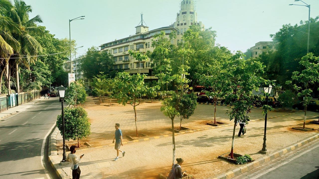 Trees planted by MMRC opposite Eros Cinema hanging on for dear life
