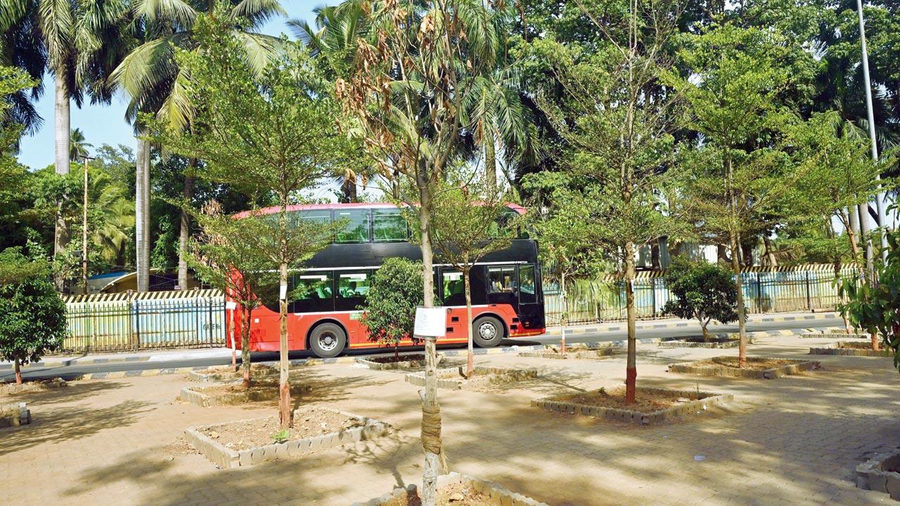 The trees planted by the Mumbai Metro Rail Corporation at Churchgate, on June 5. Pics/Atul Kamble