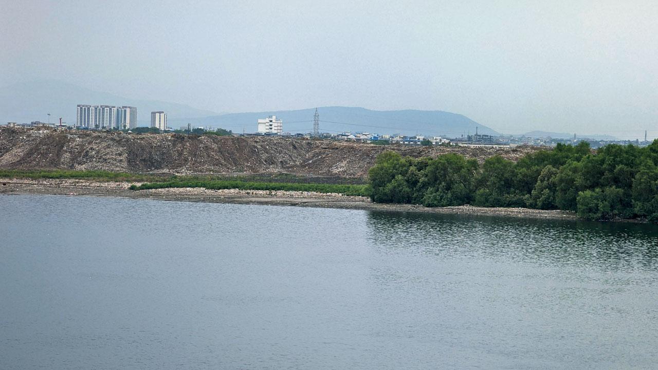 Thane: Mangroves and wetlands near Ulhas River under siege