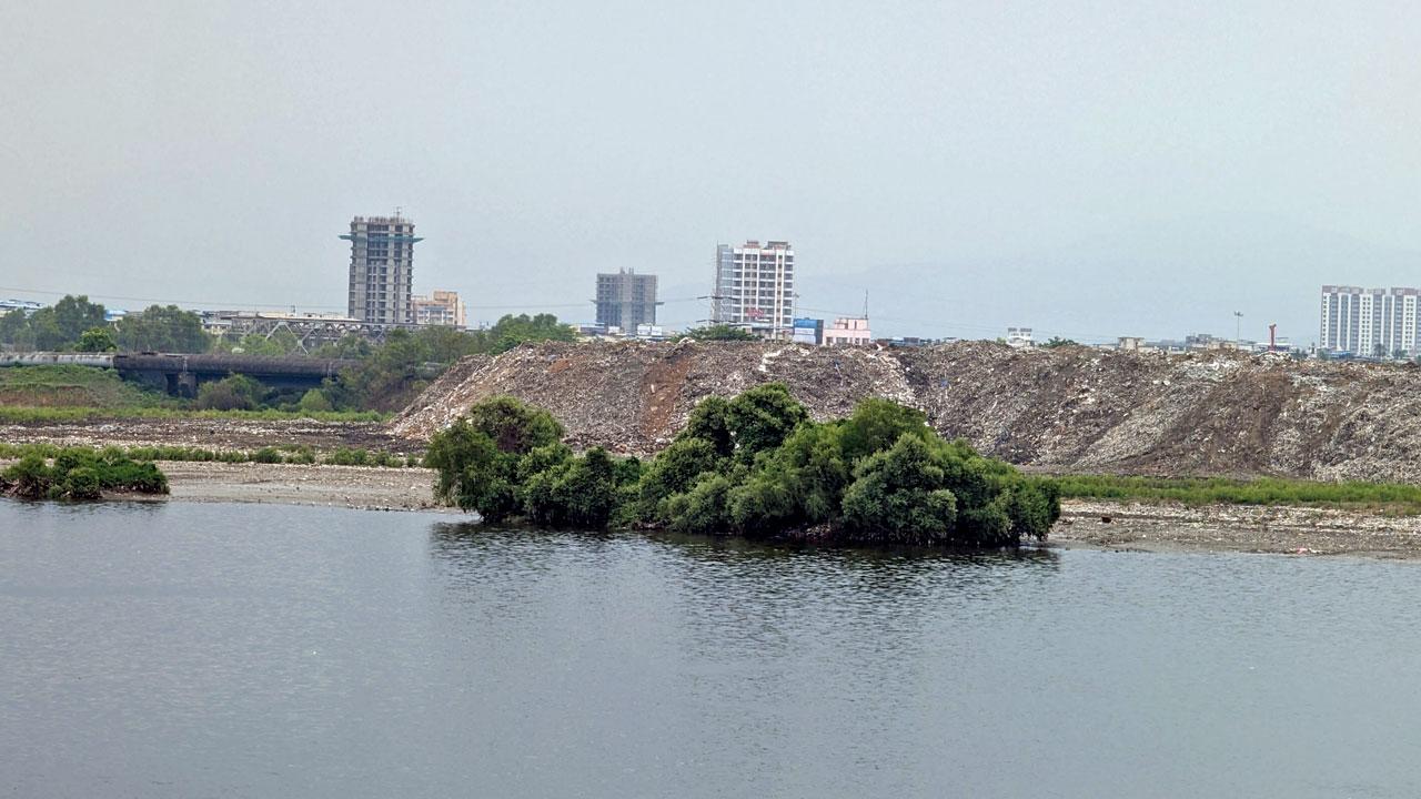 The landfills threaten the mangrove ecosystem