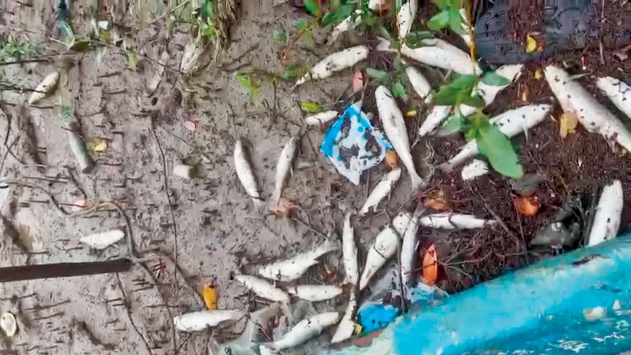 Fish found dead in latest incident reported on Saturday