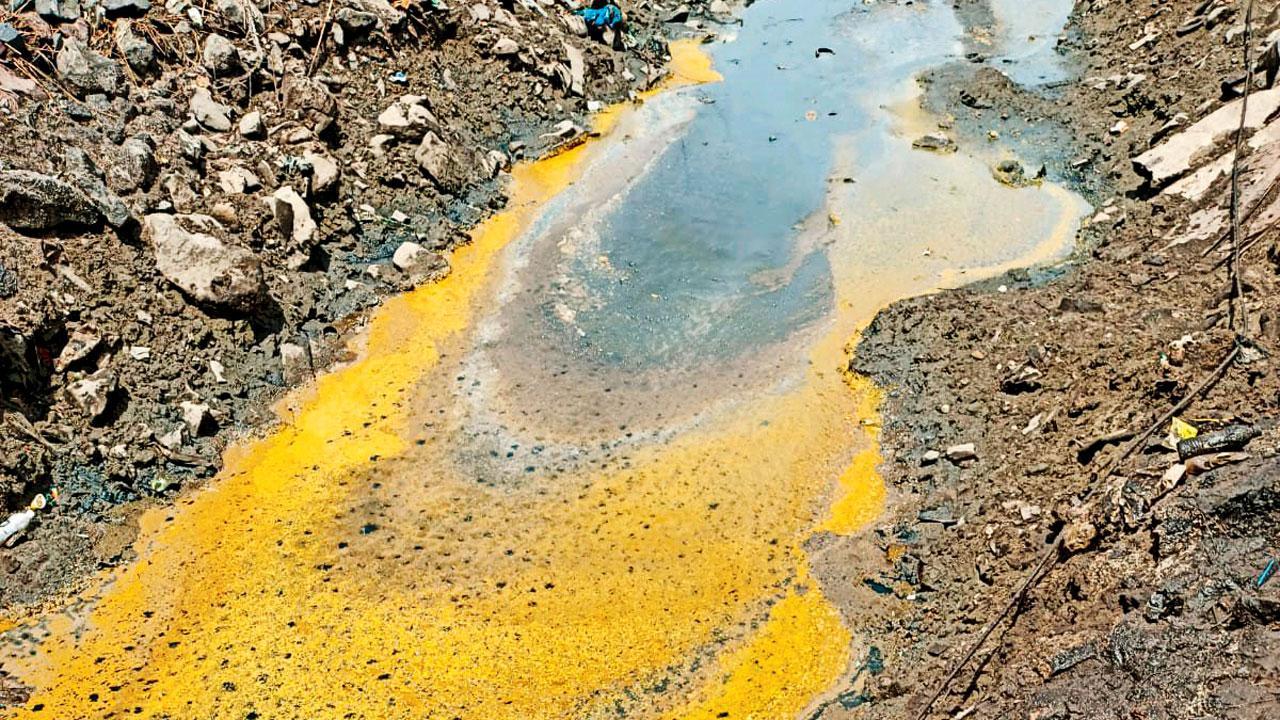 Navi Mumbai: Hundreds of fish found dead in Uran creek