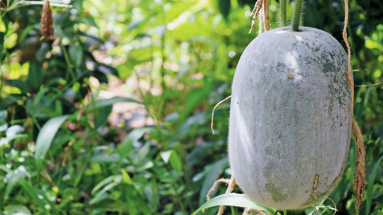 Ash gourd comes with medicinal benefits such as a high content of dietary fibres and promotes the growth of intestinal microbiota