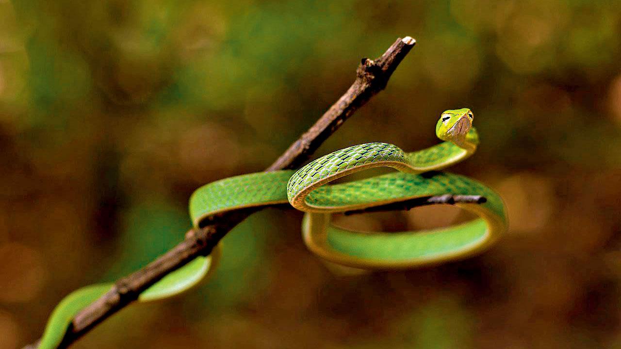 Northern Western Ghats vine snake.  PICs COURTESY/KUNAL SALUNKHE