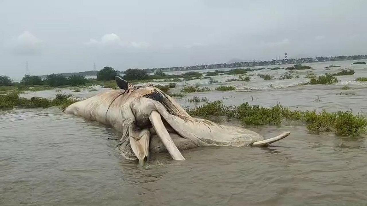 Maharashtra: 30-foot-long whale carcass washes ashore in Virar