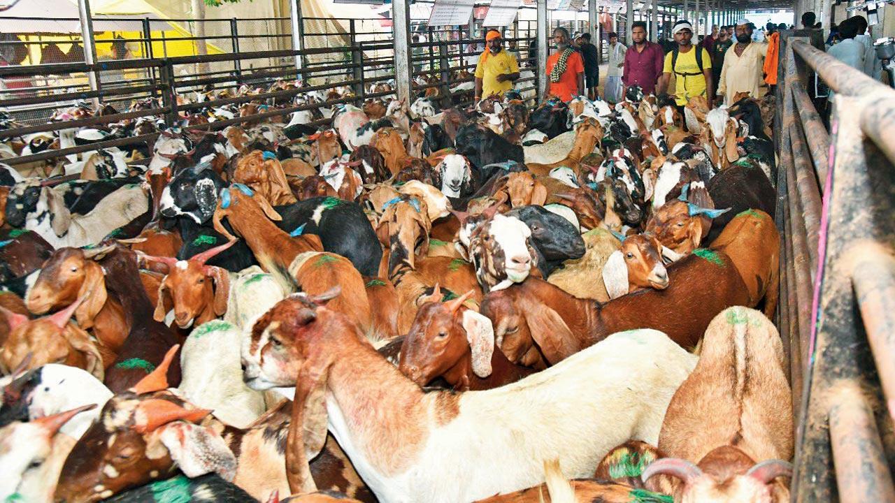 Goats at the Deonar abattoir