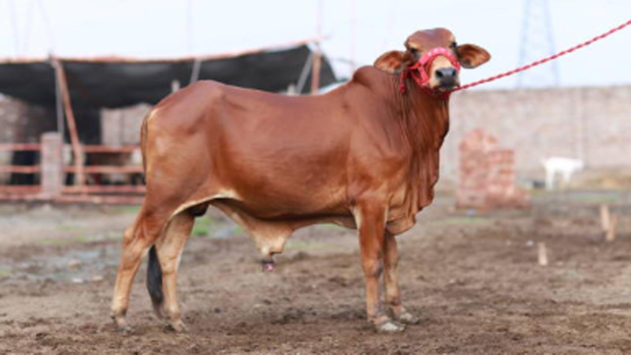 Cow slaughter: NSA invoked against two in MP’s Morena
