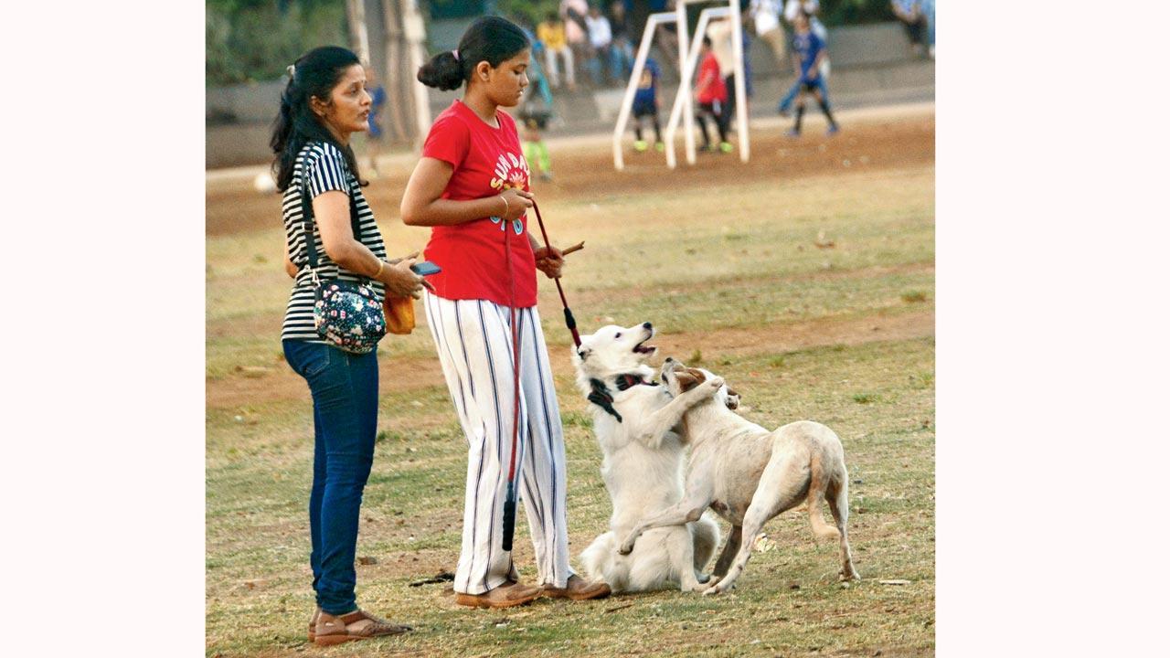 Mumbai Diary: Saturday Dossier