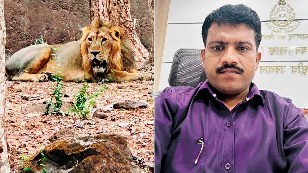 A lion rests inside Sanjay Gandhi National Park; (right) Sudhir Sonawale