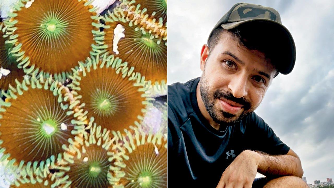 Green button polyps; (right) Sahir Doshi