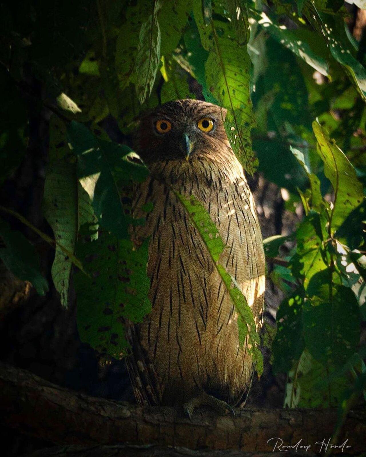 When Randeep shared a mesmerizing picture of a Brown Fish Owl and wrote, 