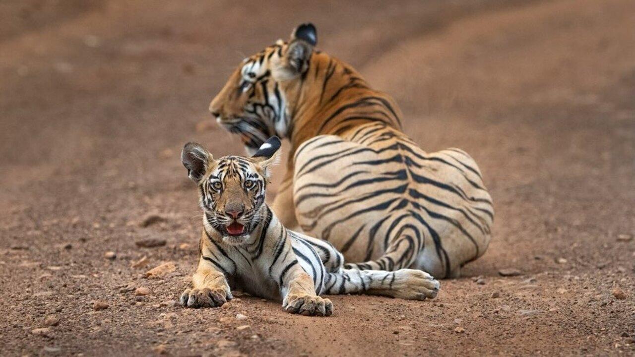 Raveena also captured this adorable frame of a tigress with her cub at Tadoba - Andhari Tiger Reserve. 