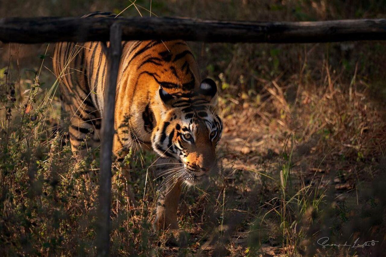 She also went to the Satpura National Park a haven for tigers and photographed the magnificent creatures. 