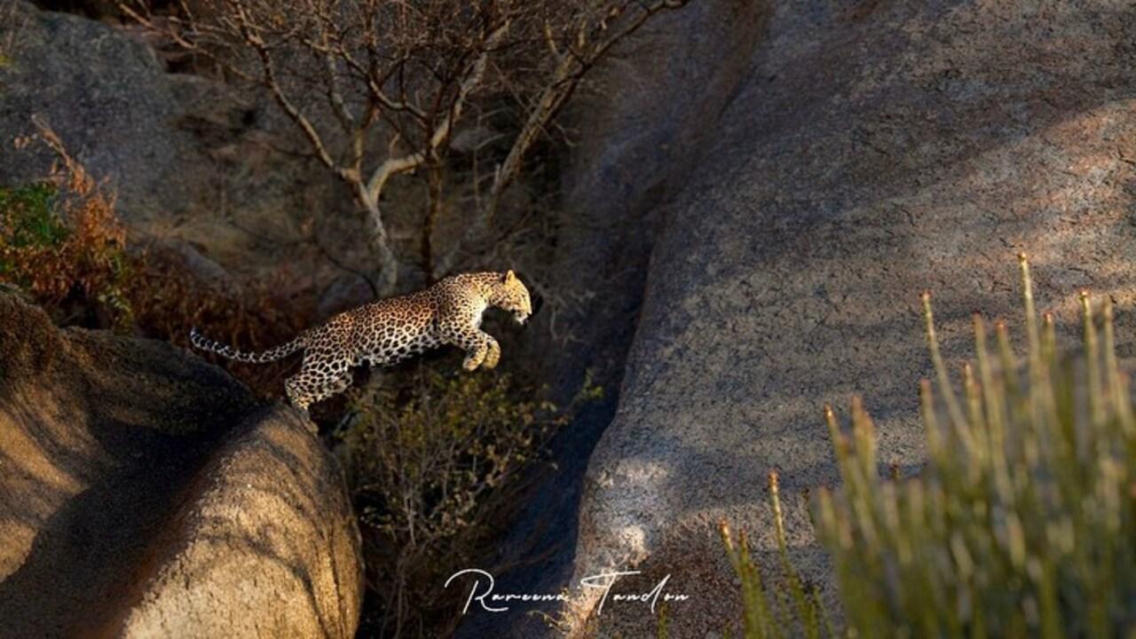 Here's a leopard taking a massive leap captured through Raveena's lend in Jawai. 