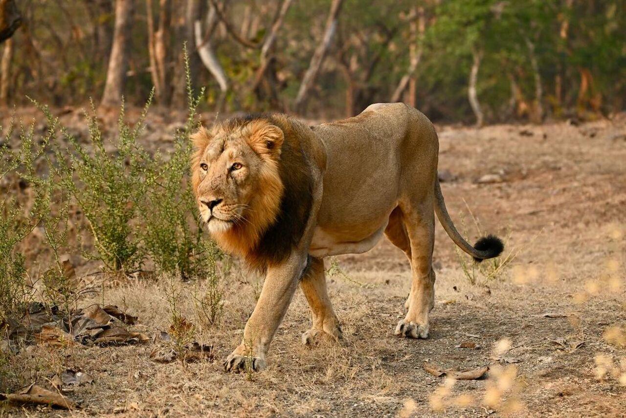 She revealed that the Gir National Park is the largest dry deciduous forest in the Saurashtra region of Gujarat. 