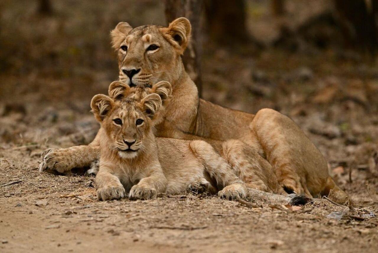 Dia ringed in the new year at Gir National Park amid Asiatic Lions, who were brought back from the brink of extinction. 