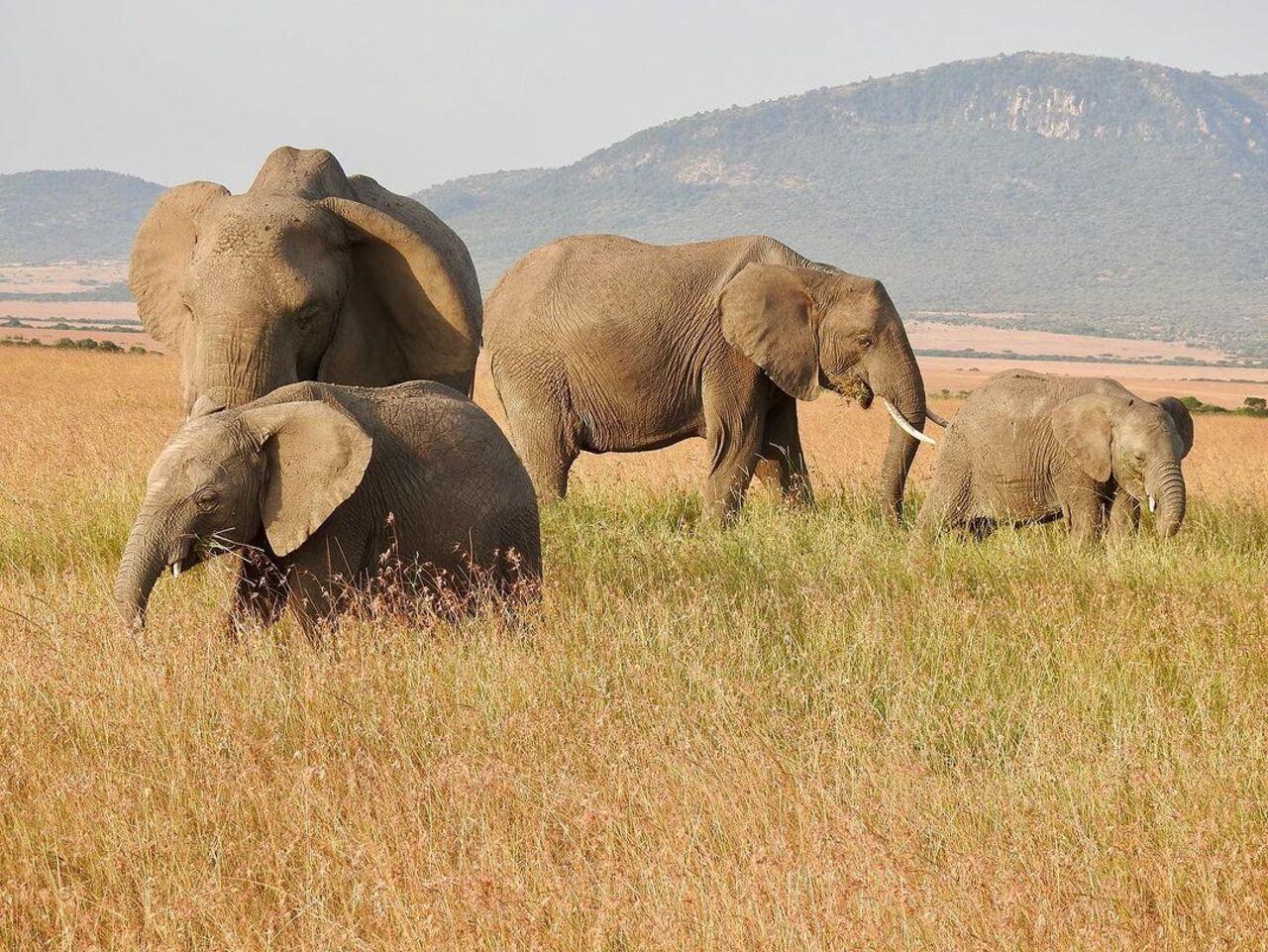 Here’s a shot by her of African elephants with their calves. “As gardeners of the forest, elephants are a species that bring balance to our ecosystem,” she wrote. 