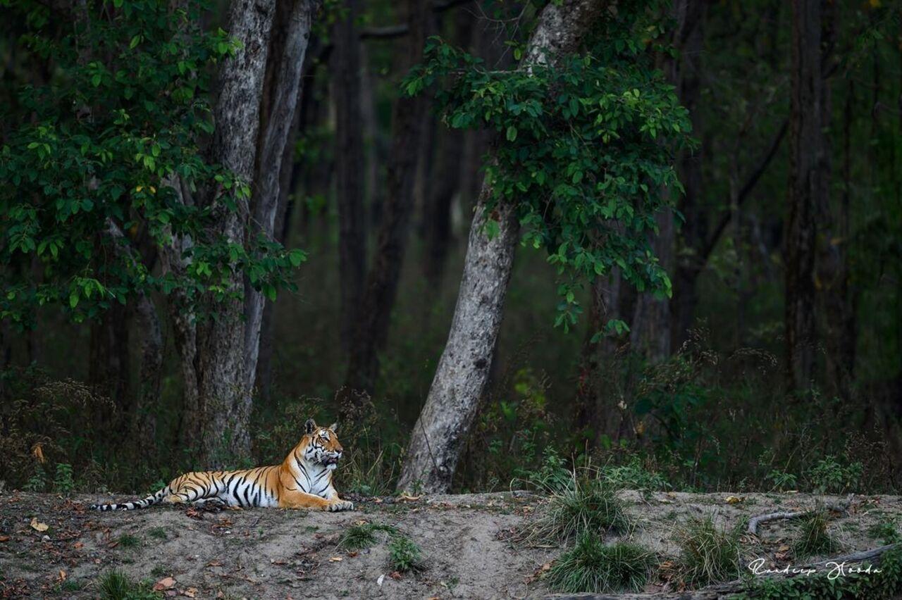 Here's a serene picture of a tigress who Randeep hails as 