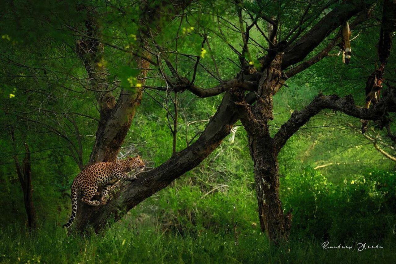 When the actor captured a magnificent picture of this leopard and wrote, ‘Mom said ‘only leftovers in the fridge (tree) for breakfast today’.”