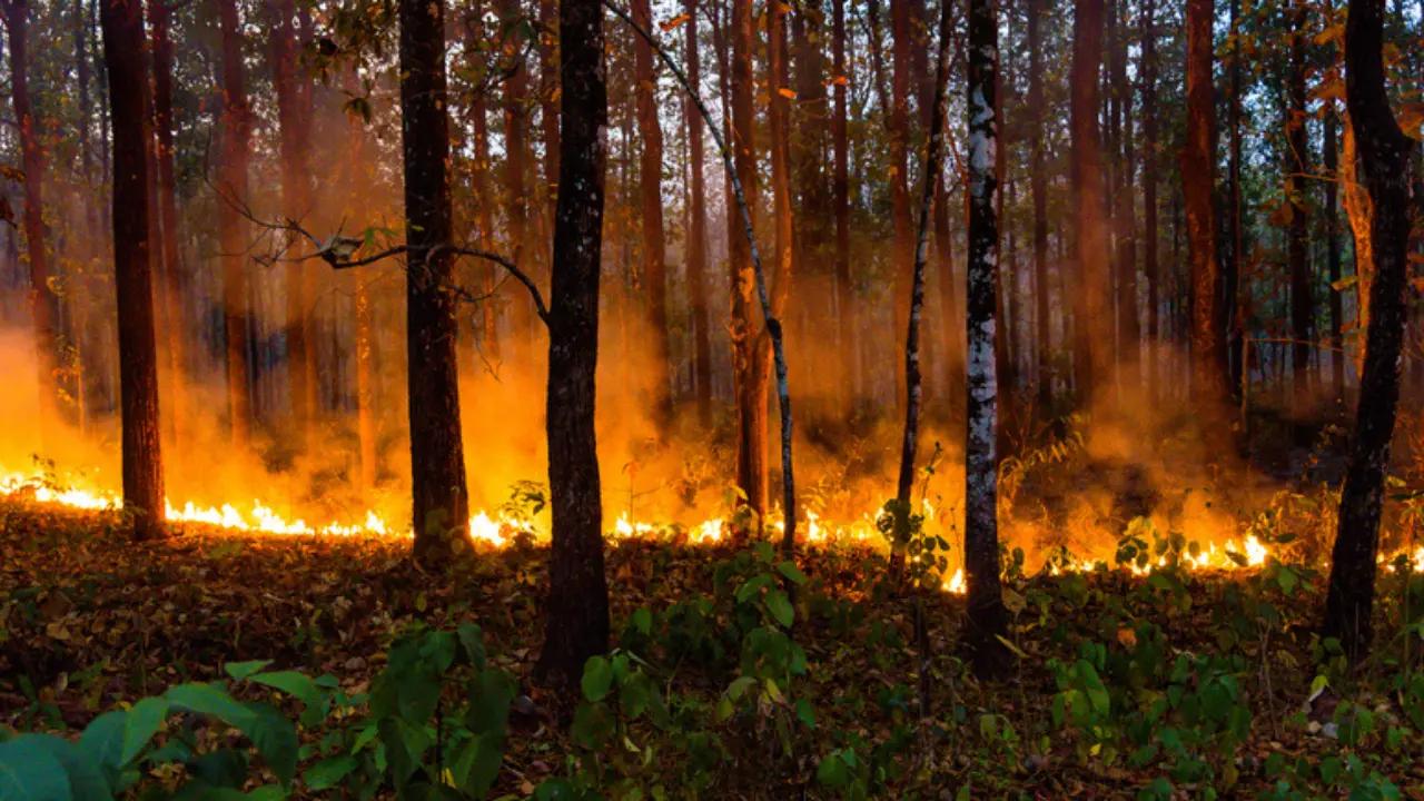 J-K: Fires break out in forest areas in Poonch, Rajouri districts