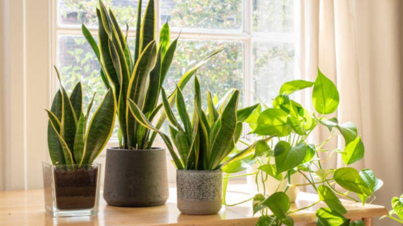 Indoor plants: Incorporate indoor plants such as ferns, peace lilies, or snake plants. They not only add a fresh aesthetic but also help cool the air through the process of transpiration.