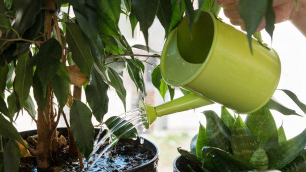 Change the water in pots or filters regularly in a day or two to avoid the risk of getting contaminated, as water contamination is an invitation to diseases like malaria, dengue, cold, throat allergies, and flu.  