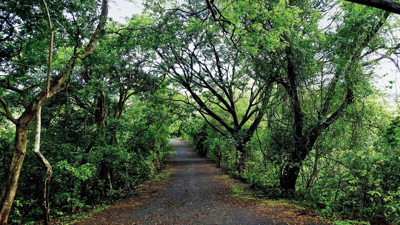 BNHS Nature Reserve. PIC BNHS Nature Reserve. Pic Courtesy/Wikimedia Commons/wikimedia commons