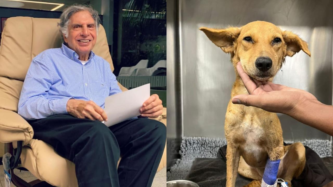 IN PHOTOS: Mumbaikars bring pets to help ailing dog on Ratan Tata's appeal