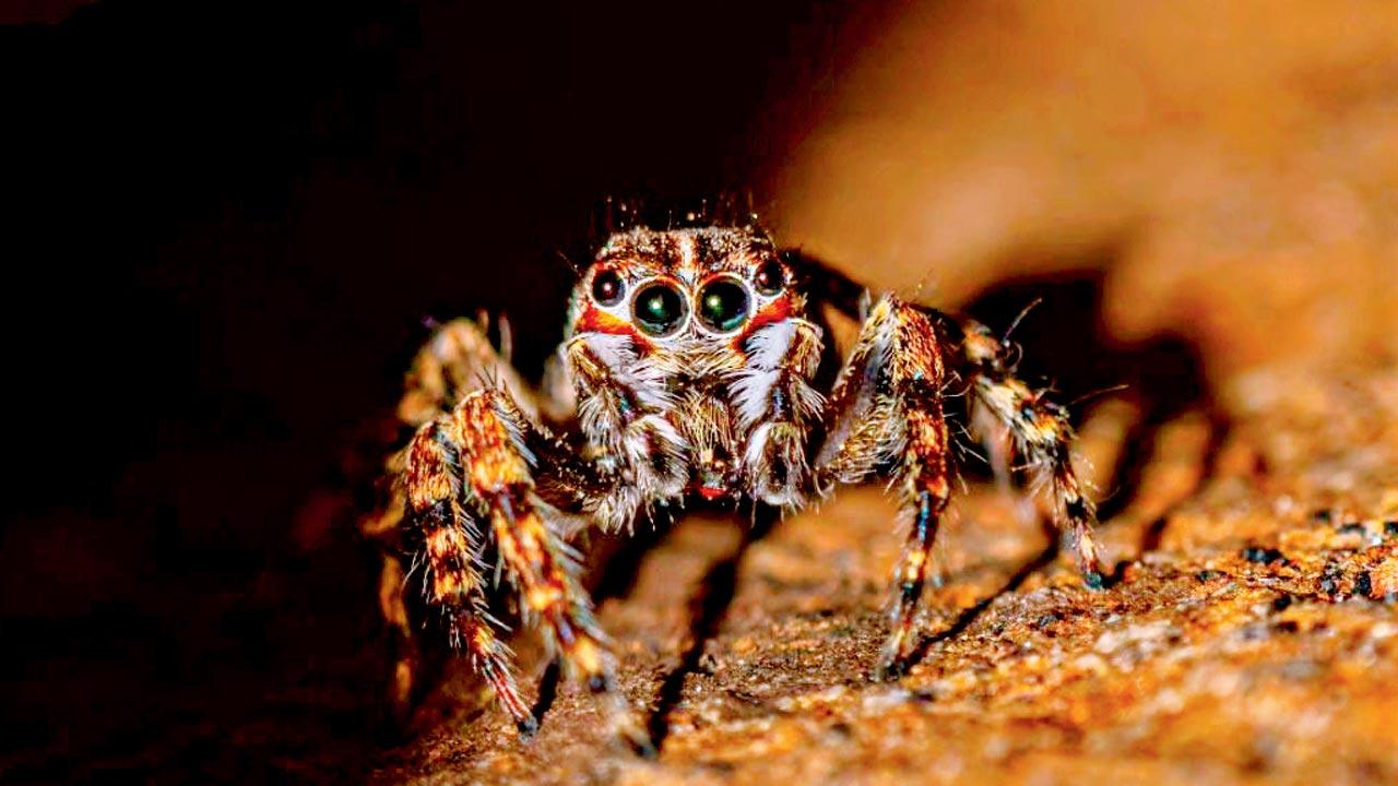 A spider of the Hasarius Mumbai species. Pic Courtesy/Aakash Madgut  