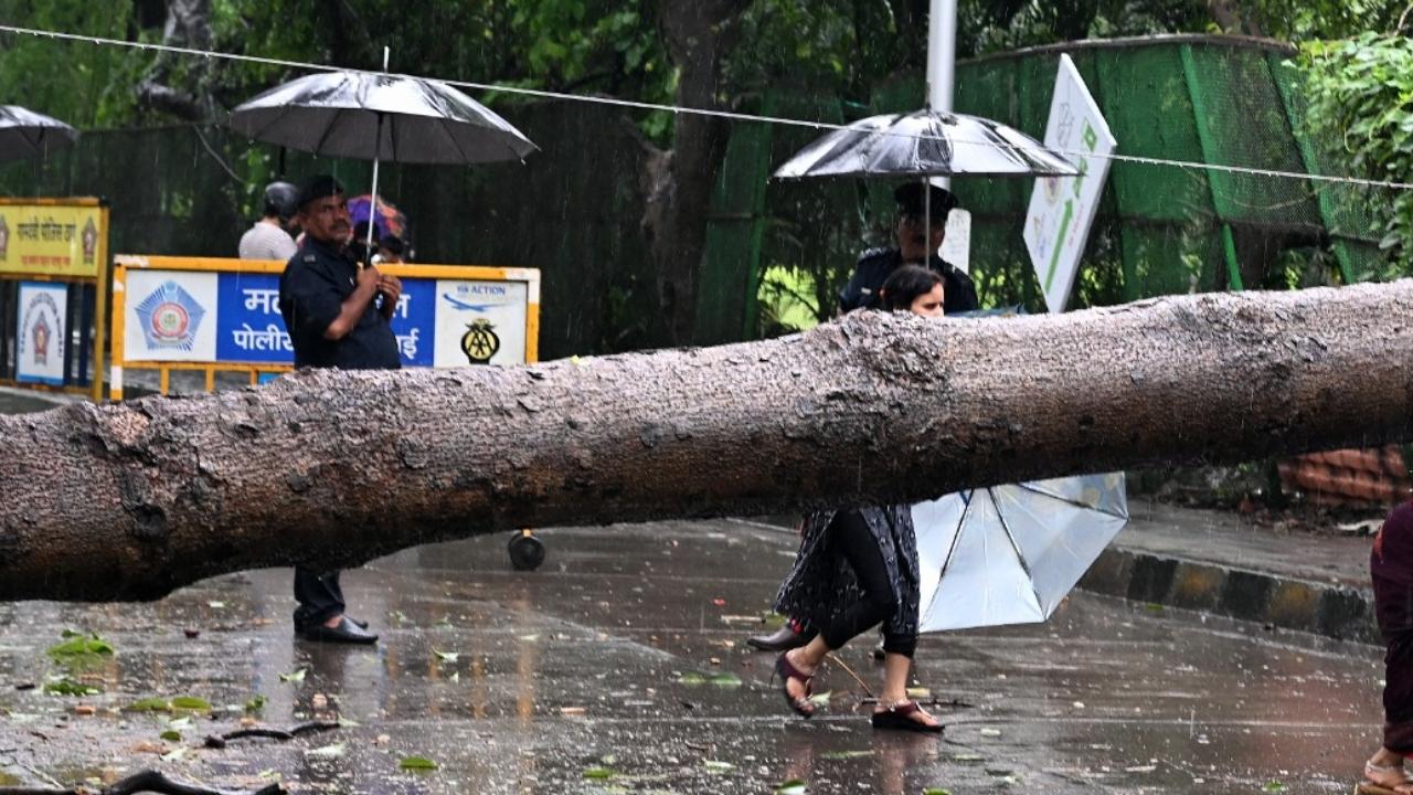 People were seen crossing the blocked path by ducking under the collapsed tree trunk