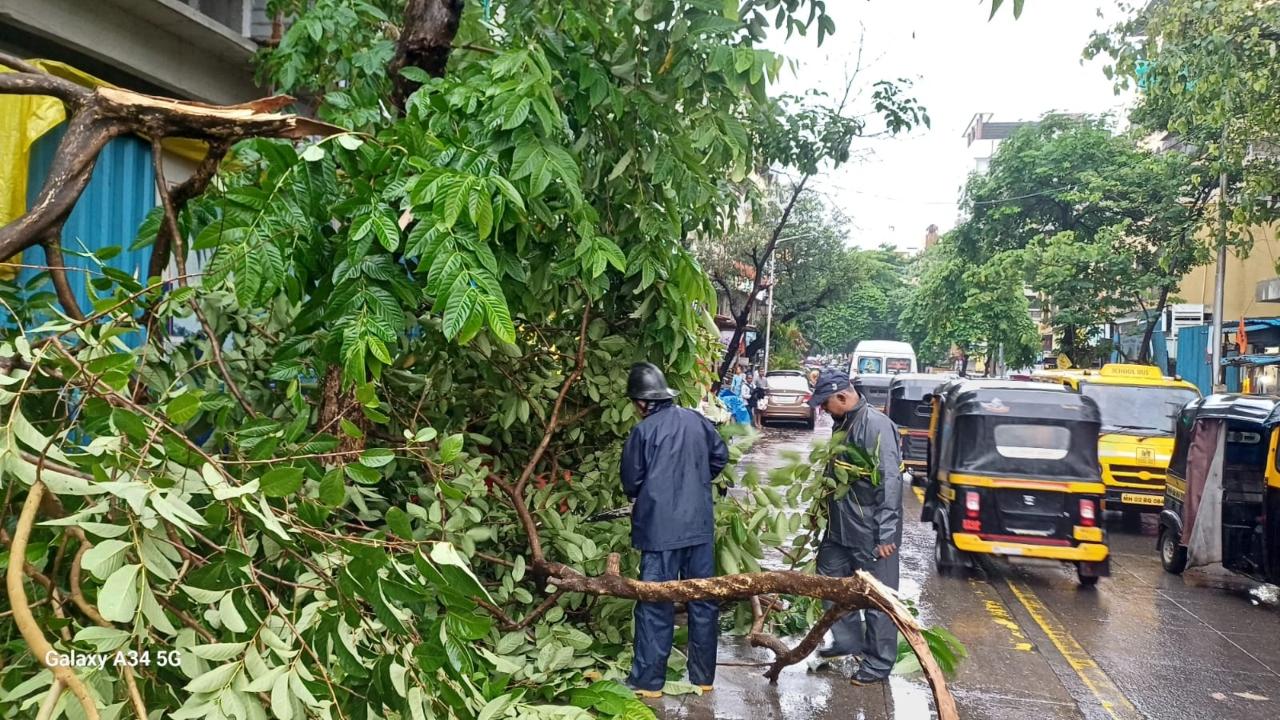 The remaining part of the tree was cut and removed, the official said
