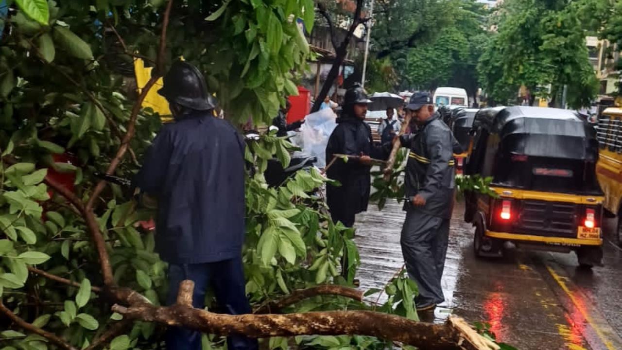 The tree fall led to crushing an auto-rickshaw and a car, Thane Municipal Corporation's disaster management cell chief Yasin Tadvi said