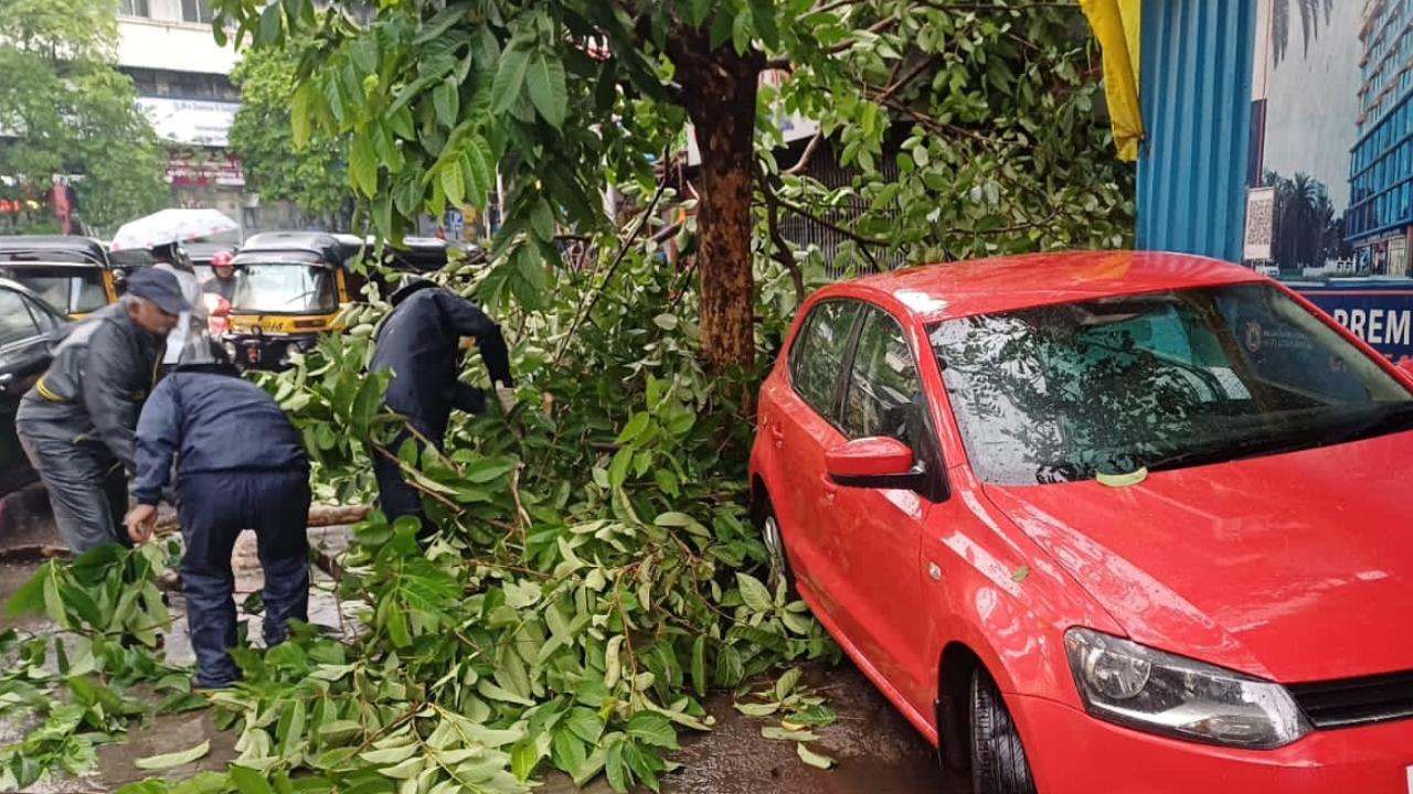 While the operation was on, a tree branch fell on fireman Uttam Patil, who suffered a minor leg injury which was locally treated, he said