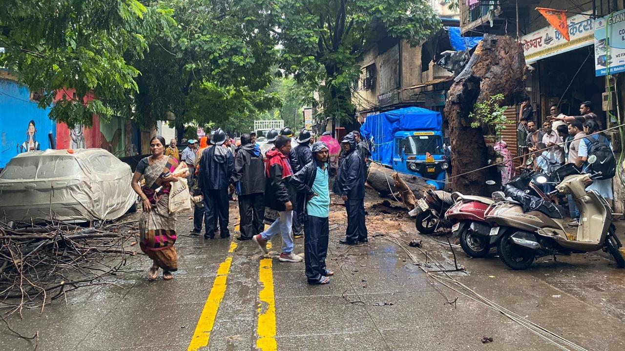 A huge tree fell in Savarkar Nagar at 11.35 am, an official said