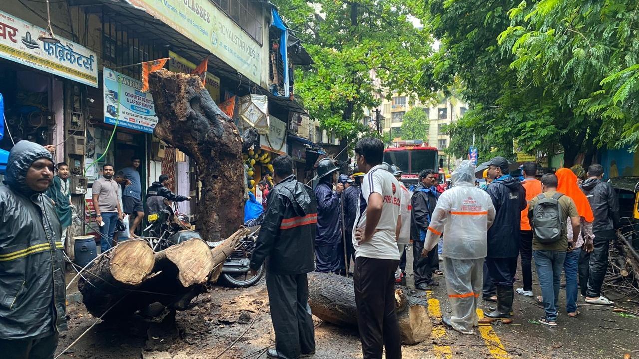 Mumbai Rains: Fireman injured, 2 vehicles damaged after tree falls in Thane