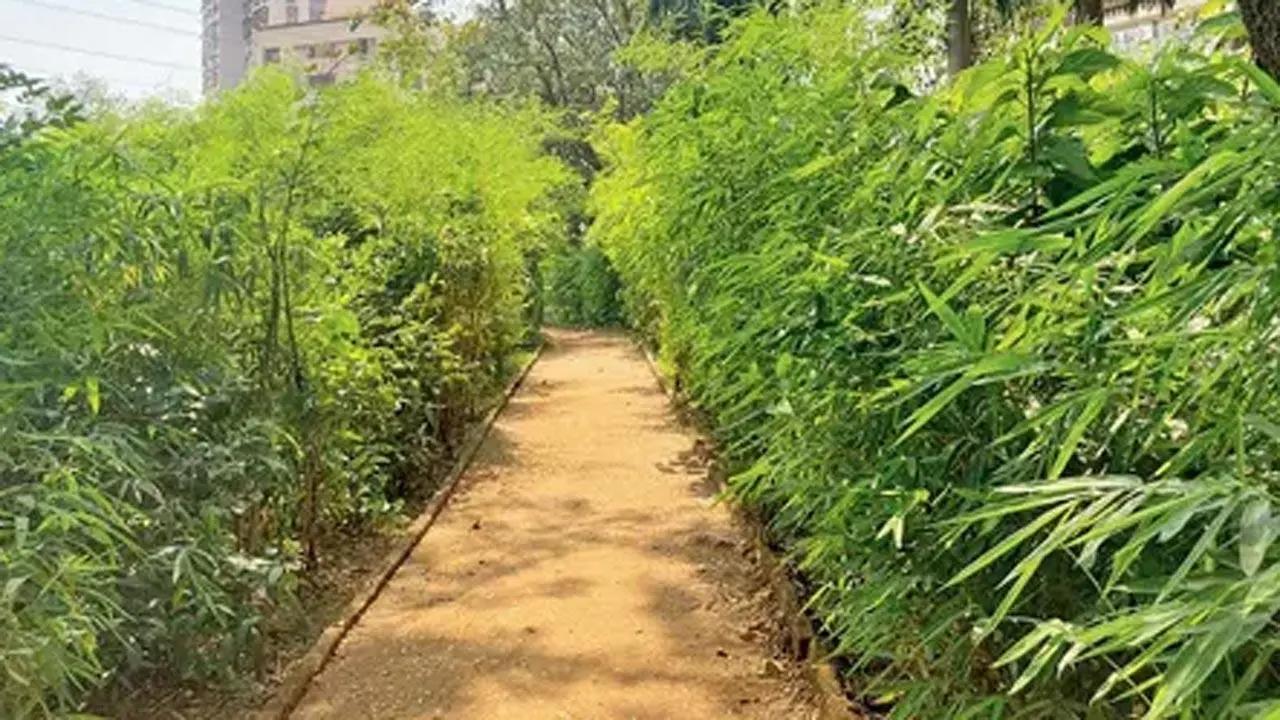 Maharashtra: Latur education society to celebrate 'birthday' of 5,000 trees