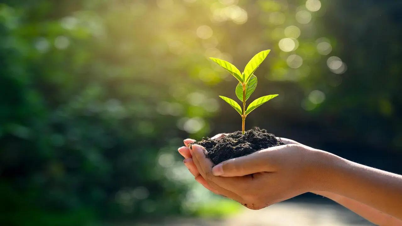 World Environment Day 2024: Konkan Railways plants five thousand saplings