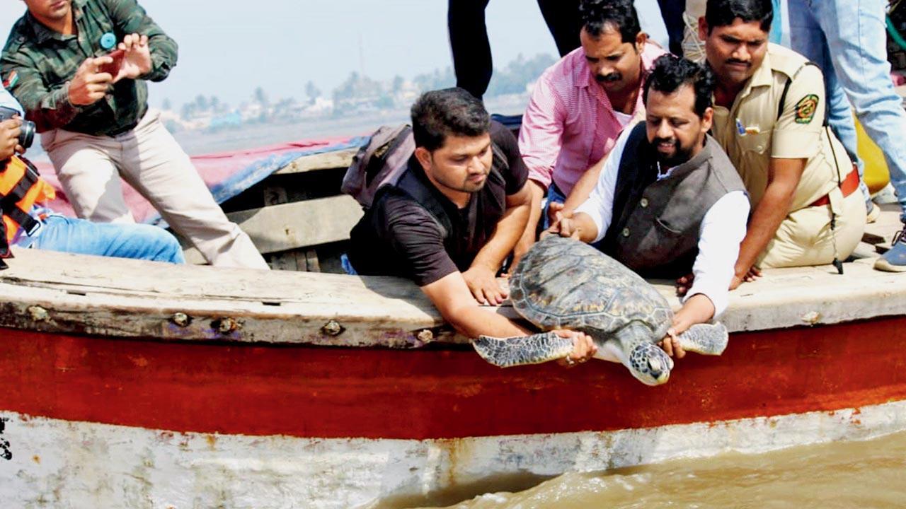 Maharashtra: Targeted measures could reduce turtle mortality