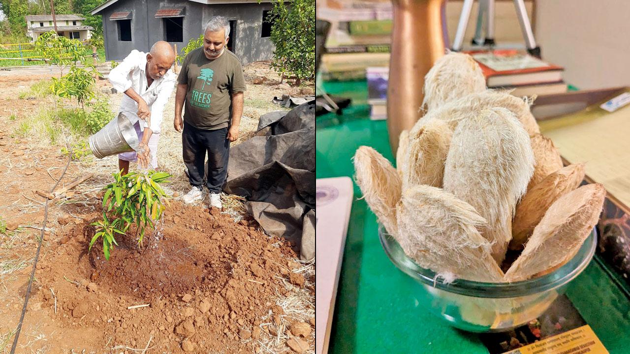 Subhajit Mukherjee plants a mango tree with a farmer (right) seeds are required to be dried in the sun for three to four days before sending them for plantation