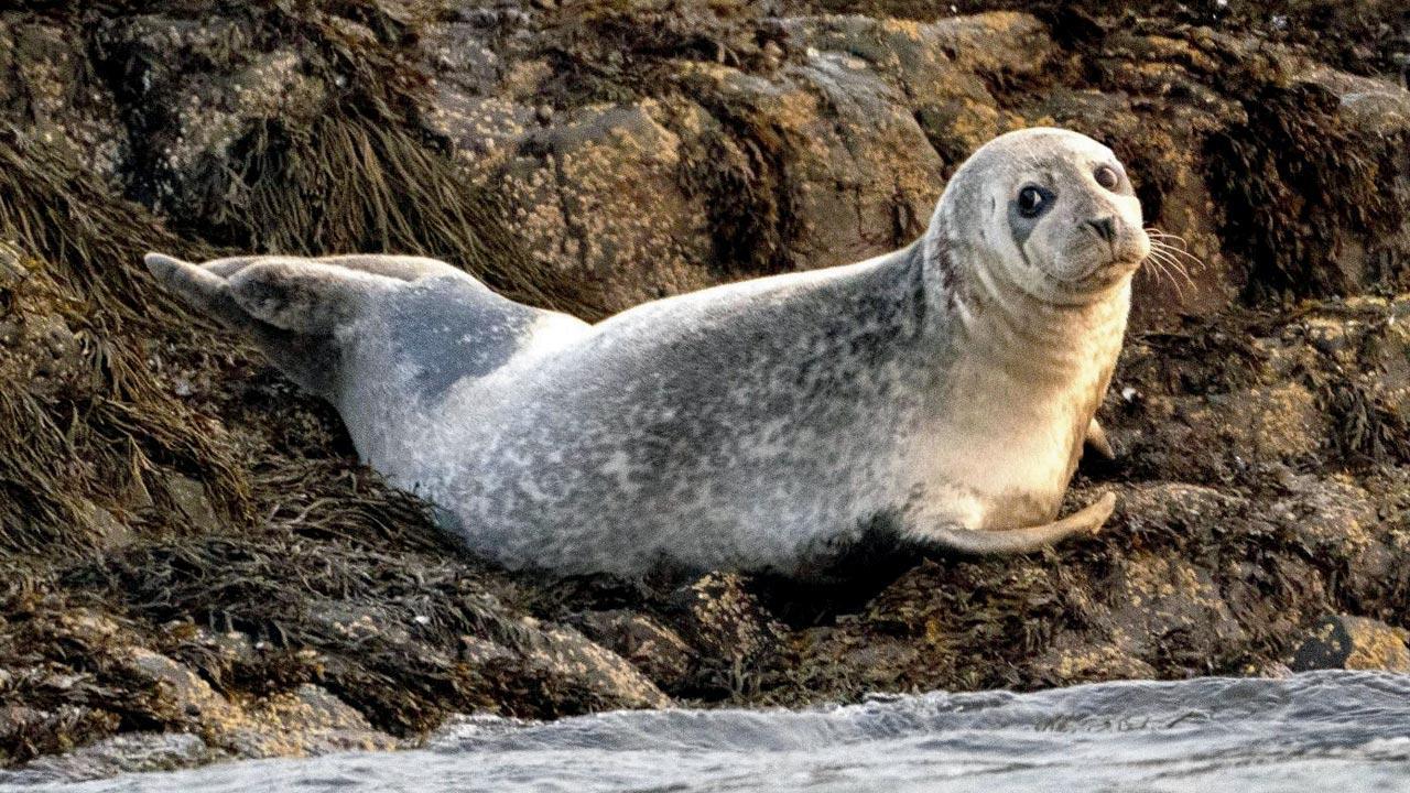Bird flu killing seals around the world