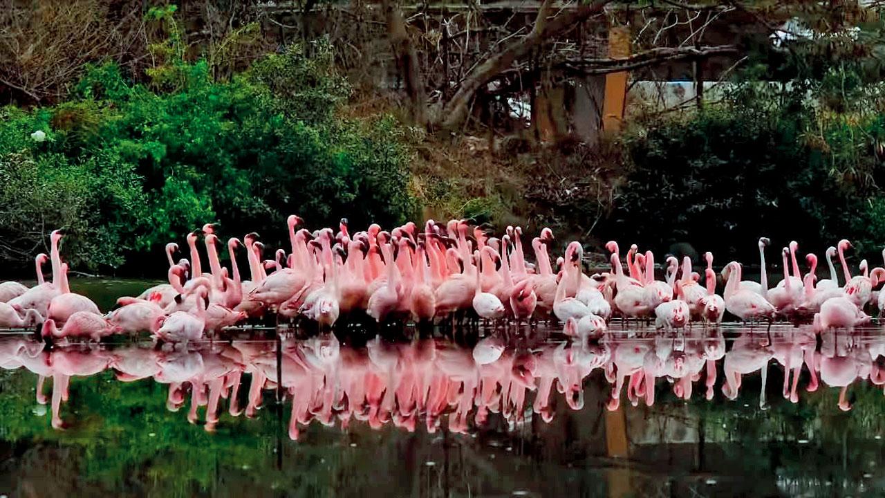 A still from the short film Chalo Chanakya shows a flock of flamingos at the TS Chanakya wetlands in Navi Mumbai. PIC COURTESY/YOUTUBE