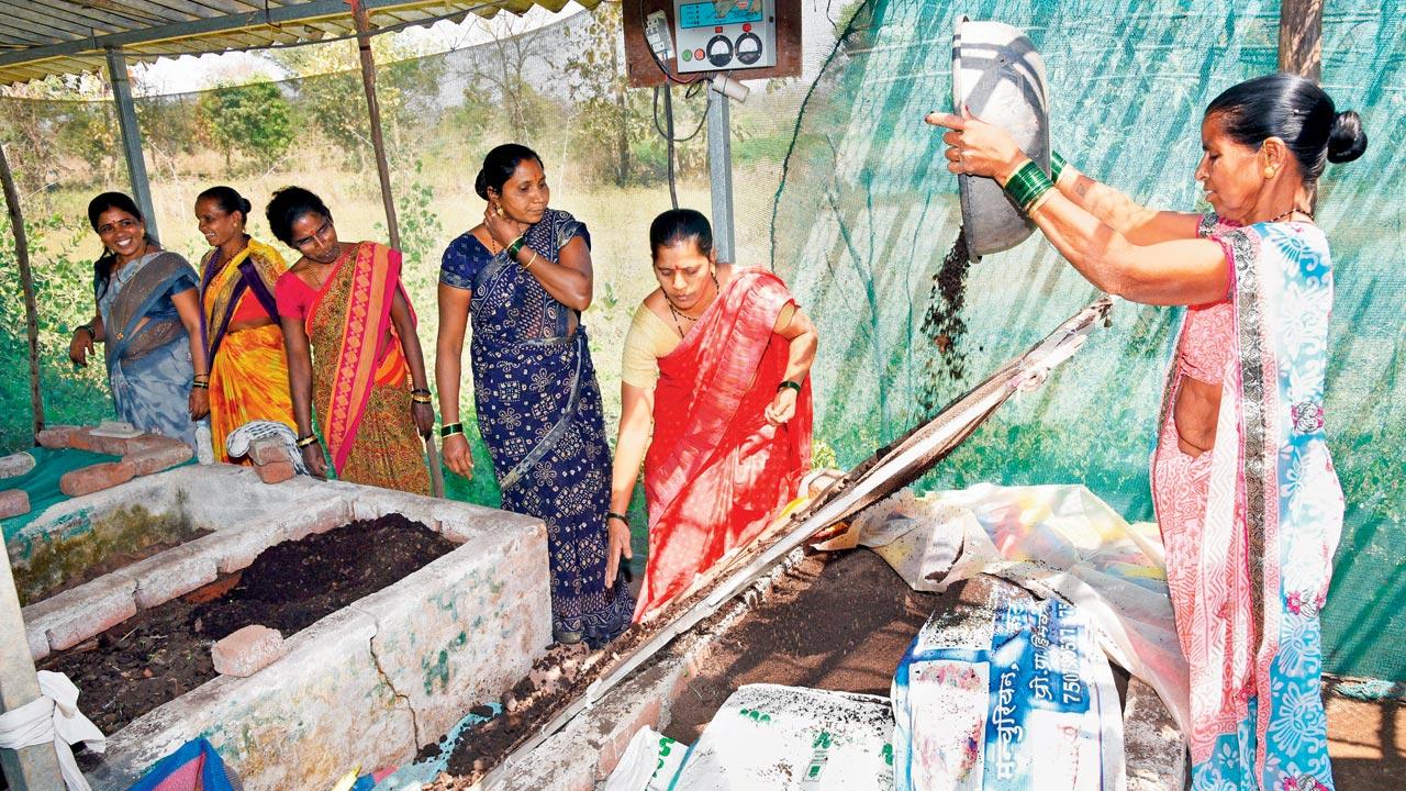 What began as a pilot project by Population First with ten villages in the Shahapur Taluka in Thane District has, over the course of 13 years, turned into a booming economy. Operated entirely by women of rural Shahapur, the AMCHI vermicompost project now sells organic manure, earthworms and vermiwash for an annual turnover of Rs 3 lakh. Pics/Satej Shinde