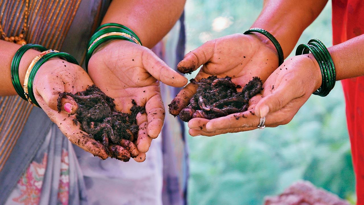 Vermicompost is made using the Eisenia Fetida earthworms