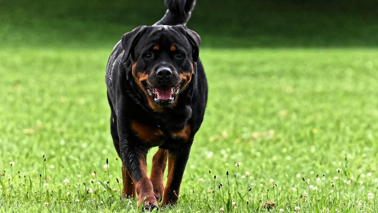 Rottweiler terrier discount