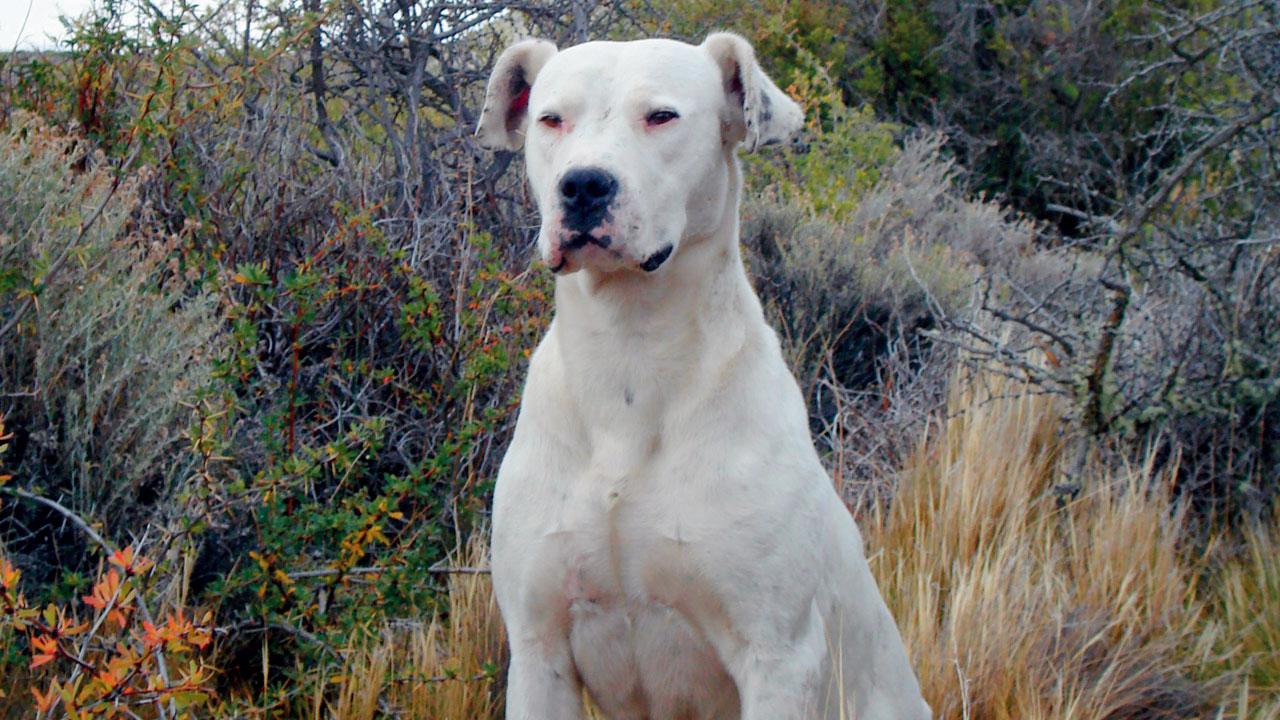 The Dogo Argentino, one of the names in the list, is bred to take down wild cats, a trait unsuited to urban homes
