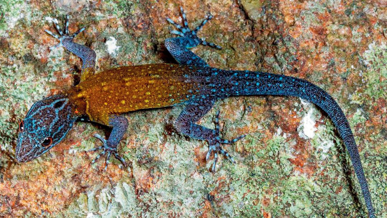 Maharashtra: 2 new gecko species discovered, one named after Van Gogh
