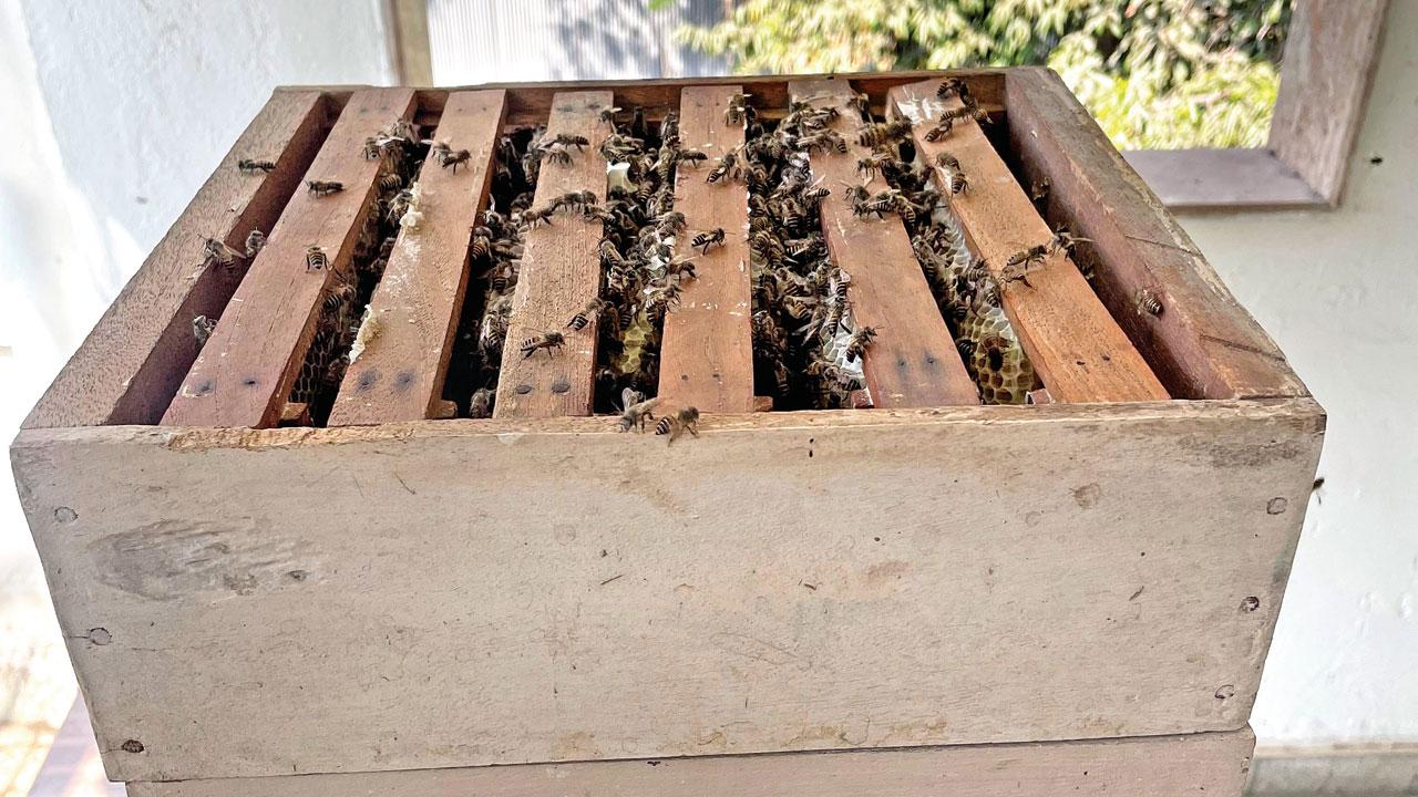 A beebox to farm bees